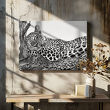 Time to rest Leopard